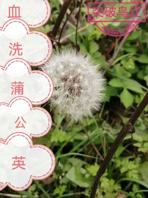 蒲公英汁液怎么能洗掉